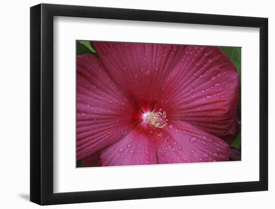 Red Hibiscus Abstract-Anna Miller-Framed Photographic Print