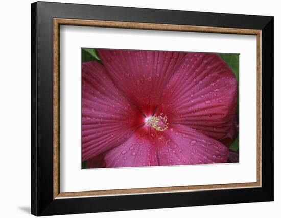 Red Hibiscus Abstract-Anna Miller-Framed Photographic Print