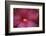 Red Hibiscus Abstract-Anna Miller-Framed Photographic Print