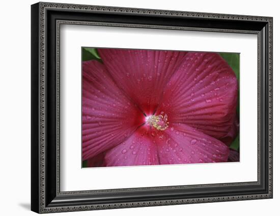 Red Hibiscus Abstract-Anna Miller-Framed Photographic Print