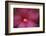 Red Hibiscus Abstract-Anna Miller-Framed Photographic Print