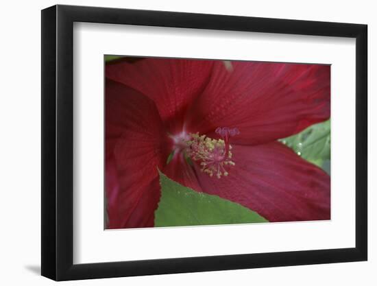 Red Hibiscus Abstract-Anna Miller-Framed Photographic Print