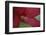 Red Hibiscus Abstract-Anna Miller-Framed Photographic Print