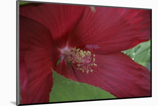 Red Hibiscus Abstract-Anna Miller-Mounted Photographic Print