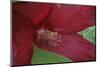 Red Hibiscus Abstract-Anna Miller-Mounted Photographic Print