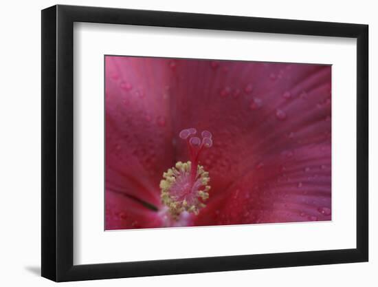 Red Hibiscus Abstract-Anna Miller-Framed Photographic Print