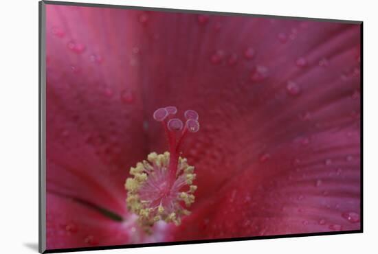 Red Hibiscus Abstract-Anna Miller-Mounted Photographic Print