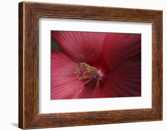 Red Hibiscus Abstract-Anna Miller-Framed Photographic Print