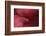 Red Hibiscus Abstract-Anna Miller-Framed Photographic Print