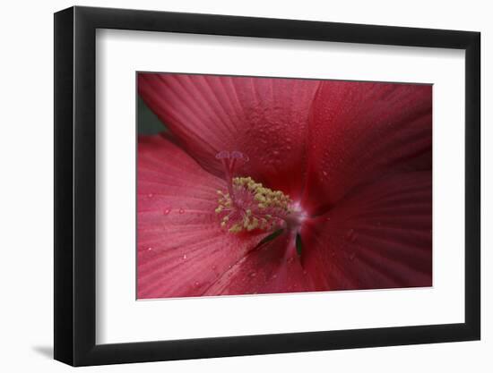 Red Hibiscus Abstract-Anna Miller-Framed Photographic Print