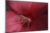 Red Hibiscus Abstract-Anna Miller-Mounted Photographic Print