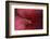 Red Hibiscus Abstract-Anna Miller-Framed Photographic Print