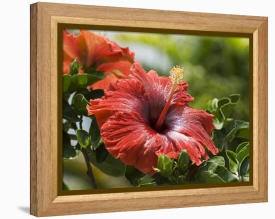 Red Hibiscus Flowers, Costa Rica, Central America-R H Productions-Framed Premier Image Canvas