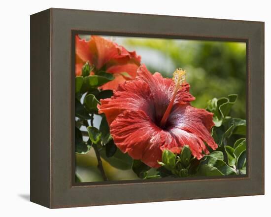 Red Hibiscus Flowers, Costa Rica, Central America-R H Productions-Framed Premier Image Canvas