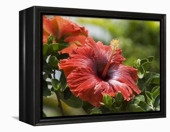 Red Hibiscus Flowers, Costa Rica, Central America-R H Productions-Framed Premier Image Canvas