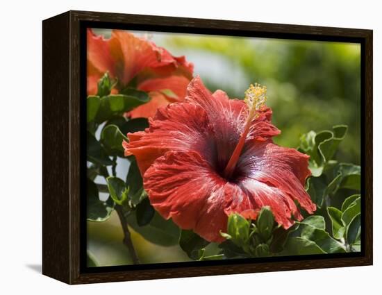 Red Hibiscus Flowers, Costa Rica, Central America-R H Productions-Framed Premier Image Canvas