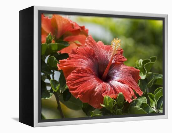 Red Hibiscus Flowers, Costa Rica, Central America-R H Productions-Framed Premier Image Canvas