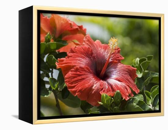 Red Hibiscus Flowers, Costa Rica, Central America-R H Productions-Framed Premier Image Canvas