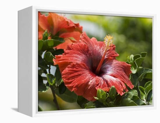 Red Hibiscus Flowers, Costa Rica, Central America-R H Productions-Framed Premier Image Canvas