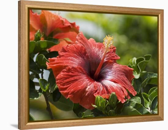 Red Hibiscus Flowers, Costa Rica, Central America-R H Productions-Framed Premier Image Canvas