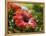 Red Hibiscus Flowers, Costa Rica, Central America-R H Productions-Framed Premier Image Canvas