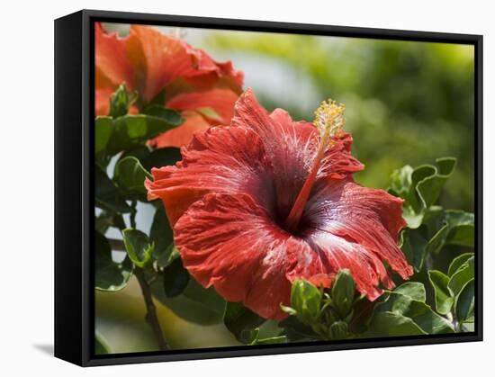 Red Hibiscus Flowers, Costa Rica, Central America-R H Productions-Framed Premier Image Canvas