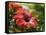 Red Hibiscus Flowers, Costa Rica, Central America-R H Productions-Framed Premier Image Canvas