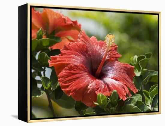 Red Hibiscus Flowers, Costa Rica, Central America-R H Productions-Framed Premier Image Canvas