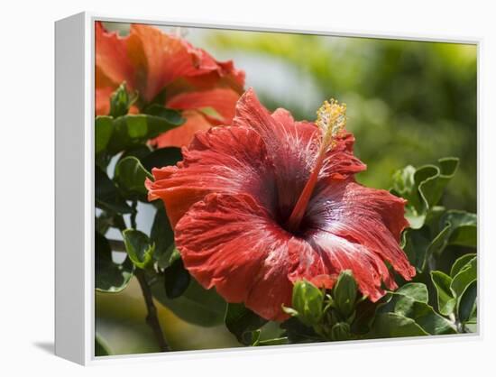 Red Hibiscus Flowers, Costa Rica, Central America-R H Productions-Framed Premier Image Canvas