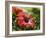 Red Hibiscus Flowers, Costa Rica, Central America-R H Productions-Framed Photographic Print