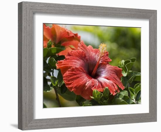 Red Hibiscus Flowers, Costa Rica, Central America-R H Productions-Framed Photographic Print