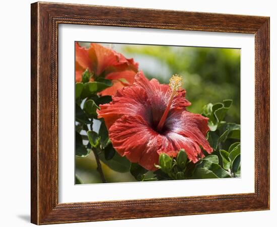 Red Hibiscus Flowers, Costa Rica, Central America-R H Productions-Framed Photographic Print