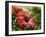 Red Hibiscus Flowers, Costa Rica, Central America-R H Productions-Framed Photographic Print