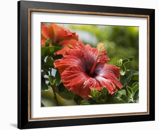 Red Hibiscus Flowers, Costa Rica, Central America-R H Productions-Framed Photographic Print