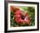 Red Hibiscus Flowers, Costa Rica, Central America-R H Productions-Framed Photographic Print