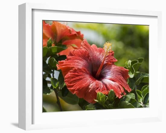 Red Hibiscus Flowers, Costa Rica, Central America-R H Productions-Framed Photographic Print