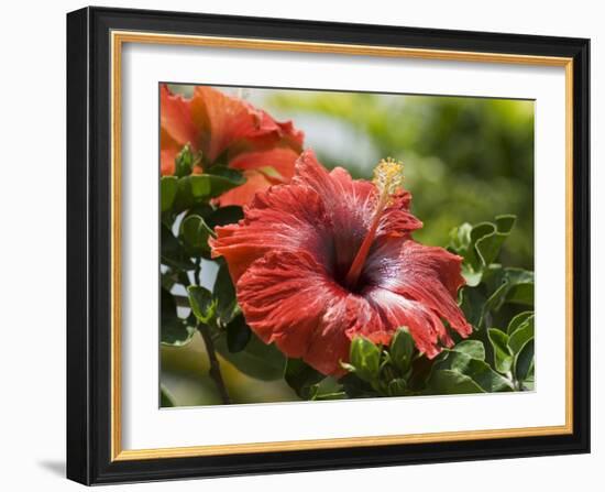 Red Hibiscus Flowers, Costa Rica, Central America-R H Productions-Framed Photographic Print