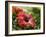 Red Hibiscus Flowers, Costa Rica, Central America-R H Productions-Framed Photographic Print