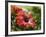 Red Hibiscus Flowers, Costa Rica, Central America-R H Productions-Framed Photographic Print