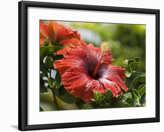 Red Hibiscus Flowers, Costa Rica, Central America-R H Productions-Framed Photographic Print