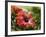 Red Hibiscus Flowers, Costa Rica, Central America-R H Productions-Framed Photographic Print