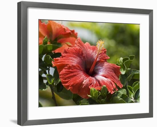 Red Hibiscus Flowers, Costa Rica, Central America-R H Productions-Framed Photographic Print