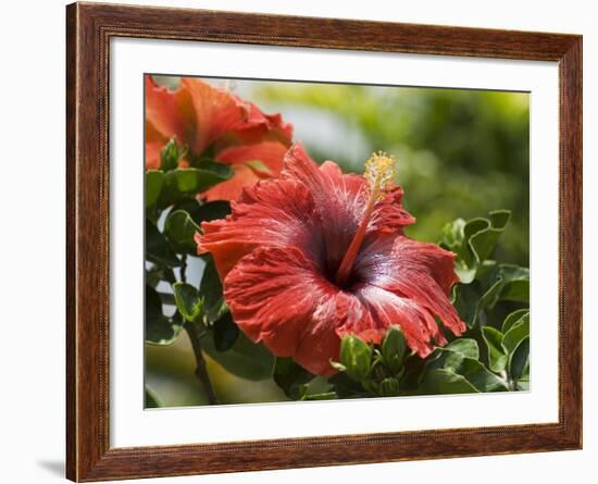 Red Hibiscus Flowers, Costa Rica, Central America-R H Productions-Framed Photographic Print