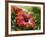 Red Hibiscus Flowers, Costa Rica, Central America-R H Productions-Framed Photographic Print