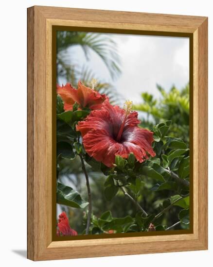 Red Hibiscus Flowers, Costa Rica, Central America-R H Productions-Framed Premier Image Canvas