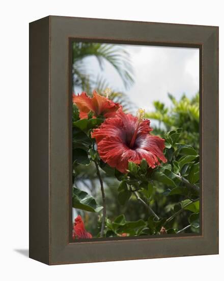 Red Hibiscus Flowers, Costa Rica, Central America-R H Productions-Framed Premier Image Canvas