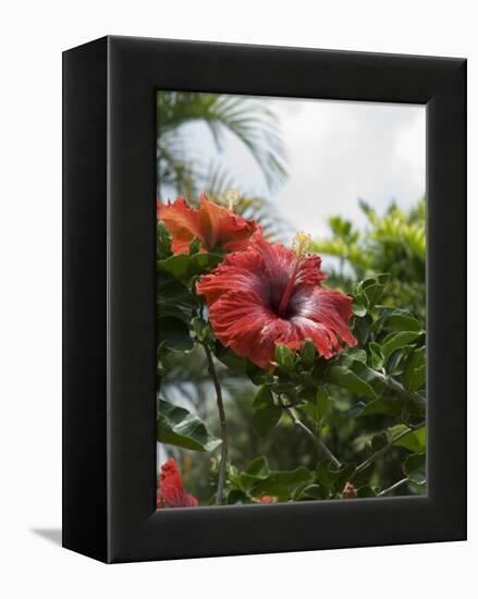 Red Hibiscus Flowers, Costa Rica, Central America-R H Productions-Framed Premier Image Canvas