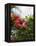 Red Hibiscus Flowers, Costa Rica, Central America-R H Productions-Framed Premier Image Canvas