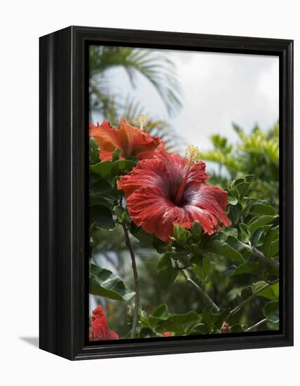 Red Hibiscus Flowers, Costa Rica, Central America-R H Productions-Framed Premier Image Canvas