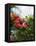 Red Hibiscus Flowers, Costa Rica, Central America-R H Productions-Framed Premier Image Canvas